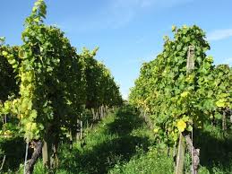 Weinberge in Miltenberg